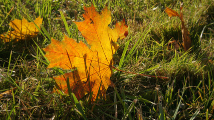bright golden maple leaf in the grass