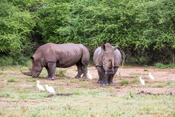 Two white rhino's
