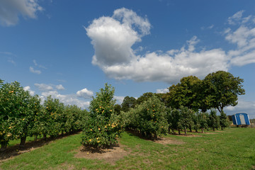 Apfelplantage am Niederrhein