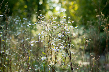 Close up of daisies with a blurred background