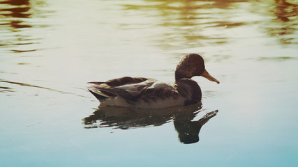 floating on the pond duck
