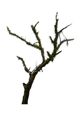 Branches of a dead tree covered with moss isolated on white background with clipping path. 