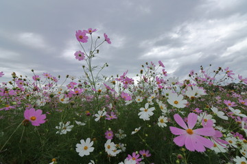 Obraz na płótnie Canvas Cosmon flower in Okayama,Japan