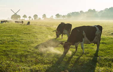Cows in the Dutch countryside during a foggy morning. © sanderstock