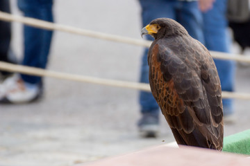 Beautiful black hawk on a perch on display at a medieval reenactment festival