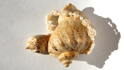 composition of the two shells and pearl thread