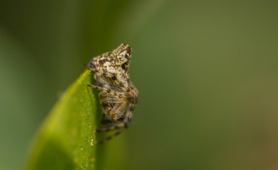 Cyclosa conica