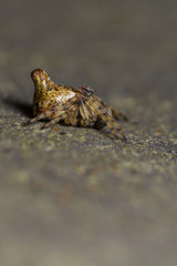 Cyclosa conica - male