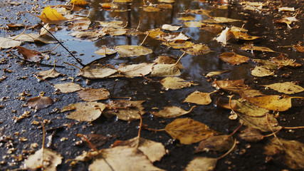  yellow birch leaves in a puddle
