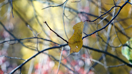 yellow leaf on a blurred autumn background