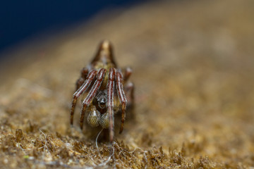 Cyclosa conica