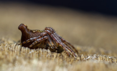 Cyclosa conica