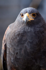 Close up of the muzzle of a beautiful black hawk on display at a medieval reenactment festival