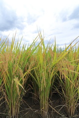 Naklejka premium Rice field in Okayama ,Japan