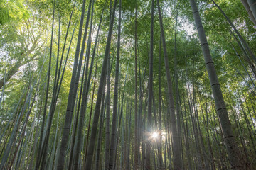 Fototapeta na wymiar 京の竹林