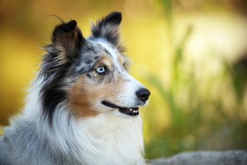 Sheltie