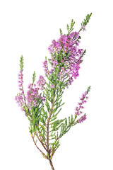 blossoming fine pink heather isolated lush branch