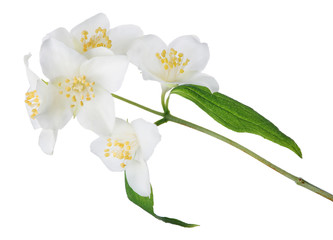 Naklejka na ściany i meble jasmine isolated branch with five white blooms