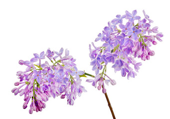 light blue lilac flowers isolated on white