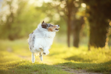 Obraz premium Sheltie rennt