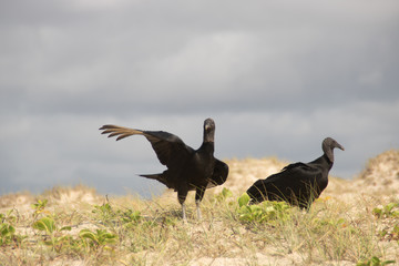 Wild birds in dunes