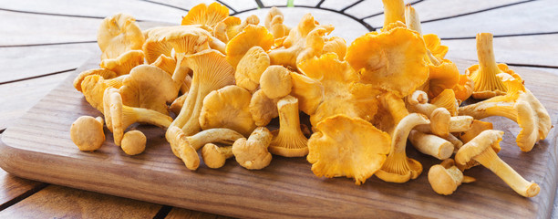 Chanterelle mushrooms, Raw wild chanterelles mushroom on rustic background. Organic Fresh chanterelle on a table. © Olga Ionina