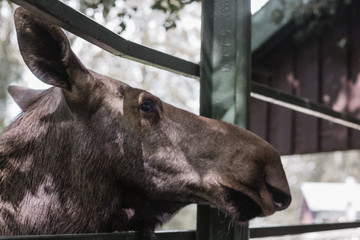 moose reindeer