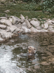 Fototapeta premium bear in water