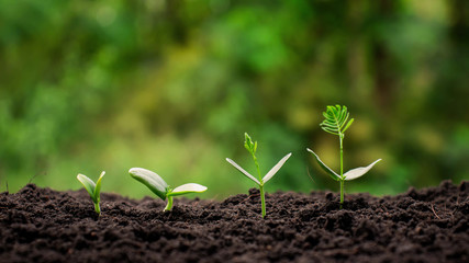 Planting small trees on the ground on a blurred natural green background.