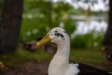 Duck