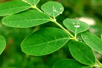 green leaf with drops of water