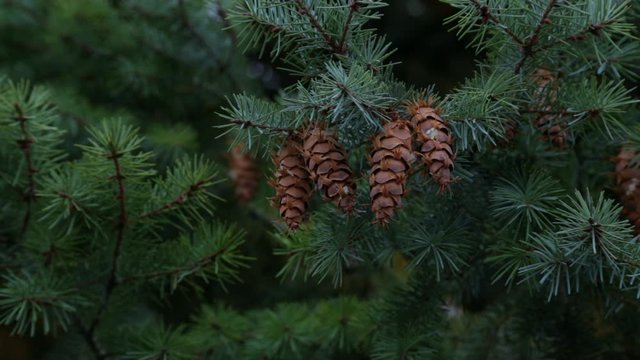 Cones on the branches of a large spruce. Beautiful Pine tree swaying in the wind