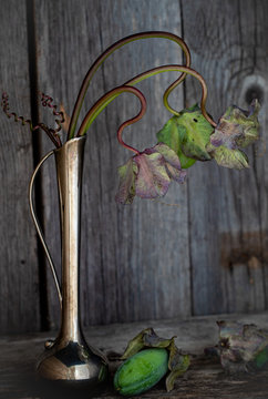  Withering Cobaea flowers in a metal vase on a wooden background