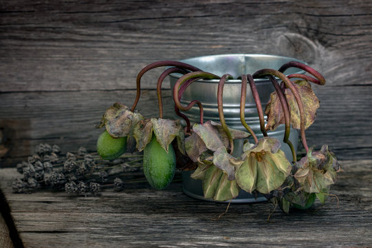 Withering Cobaea flowers in a metal bucket on a wooden background