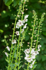 White flower