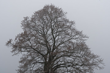 Baum im Nebel