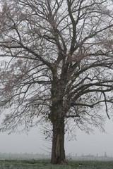 Baum im Nebel