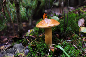 Yellow boletus