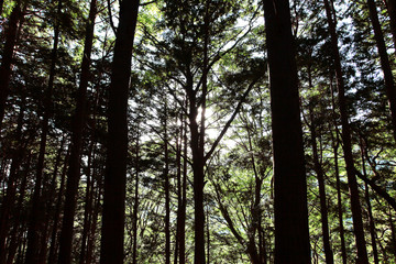 Fototapeta premium 塔ノ岳から大倉への登山道