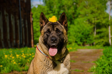 portrait of an American Akita