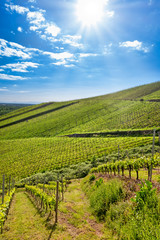 Fototapeta na wymiar Sunrays over green blue sky vineyard landscape