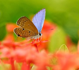 butterfly on a flower