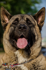 portrait of an American Akita