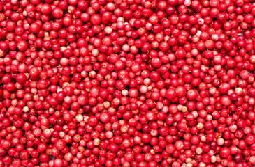 Closeup of wild red lingonberry cowberry background. Top view.Harvest concept.