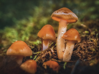 Kleine Pilze im Wald