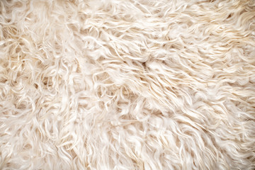 Animal wool texture and background.
