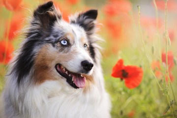 Sheltie Mohn