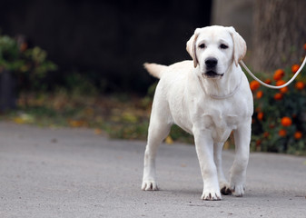 cute nice sweet yellow labrador in the park