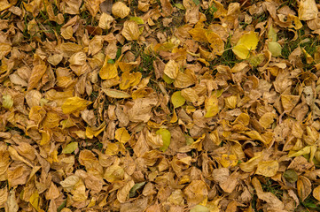carpet on the ground. autumn background of fallen yellow leaves