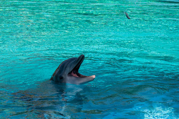 Obraz premium Dolphin in water catching a thrown fish